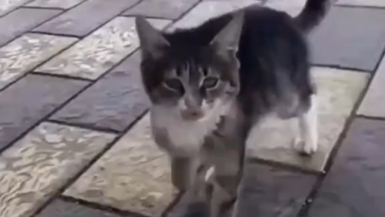 Purr-fectly Hilarious: Watch This Acrobatic Cat Go for Gold!