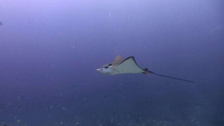 Underwater Stand-Up Comedy: Deep Thoughts with Deep Sea Creatures!