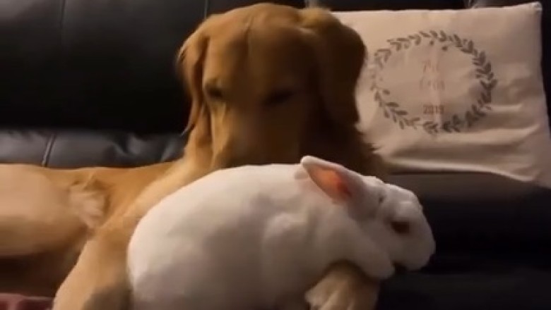 Unlikely Friendship: Heartwarming Story of a Dog and Rabbit Goes Viral