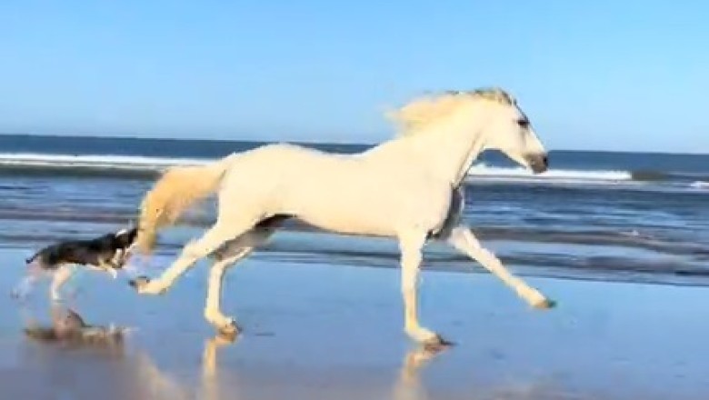 Woof and Gallop: Watch This Hilarious Video of Dog Joining Horse Race for a Paw-some Time!