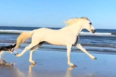 Woof and Gallop: Watch This Hilarious Video of Dog Joining Horse Race for a Paw-some Time!
