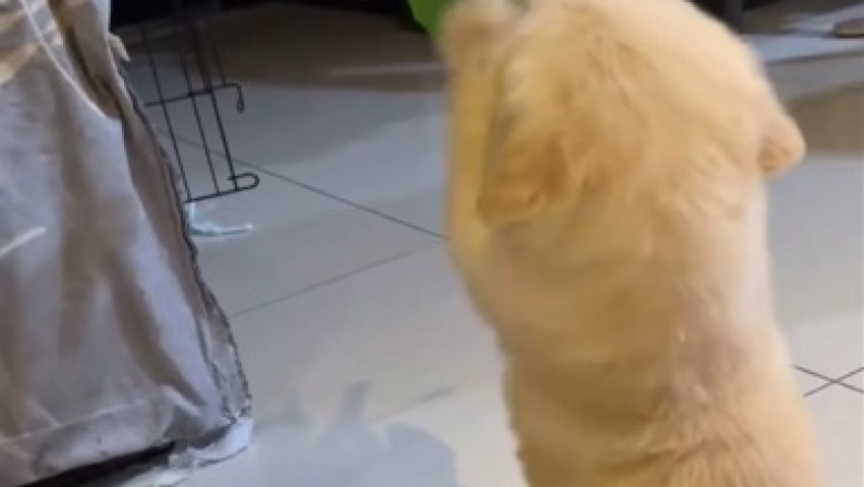 Adorable Alert: Tiny Dog's Gardening Skills Win Hearts Everywhere!