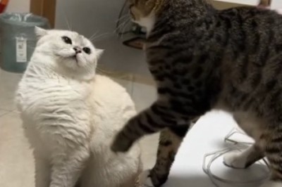 Cat Conversation: Hilarious Chat Between Two Feline Friends!