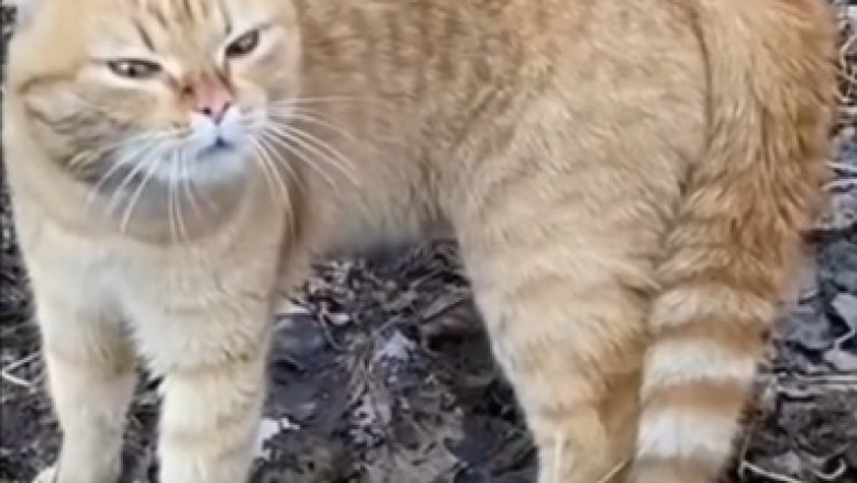 DJ Cat Spinning Purrfect Beats in London Streets!