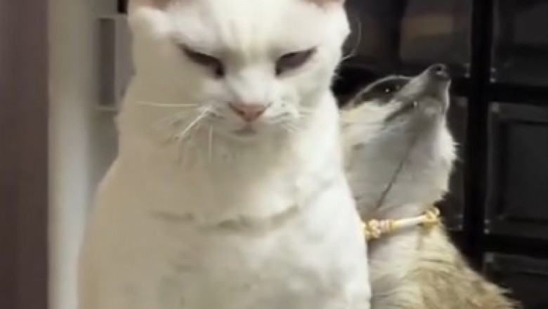 Hilarious Buddies Alert: Cat and Raccoon BFF Duo Take Internet by Storm!