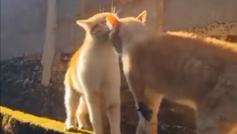 Hilarious Harmony: Cat Duet Serenade on the Wall!