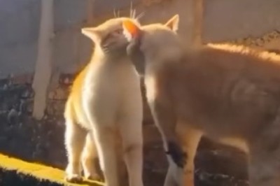Hilarious Harmony: Cat Duet Serenade on the Wall!