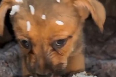 Hilarious Video Alert: Small Dog Throws Epic Tantrum Over Food!