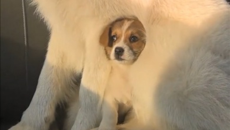 Hilarious Video: Big Dog Trying to Keep Up with Tiny Pup!