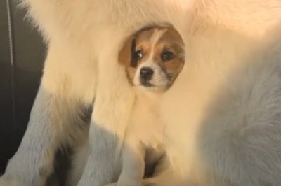Hilarious Video: Big Dog Trying to Keep Up with Tiny Pup!