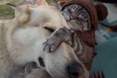 Paw-some Video: Cat Takes Over Dog's Nap Time!
