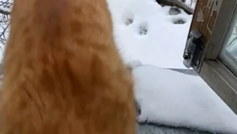 Watch This Cool Cat Chill Like a Pro on Ice!