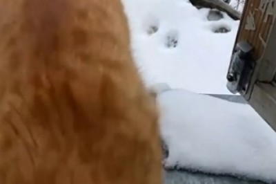 Watch This Cool Cat Chill Like a Pro on Ice!