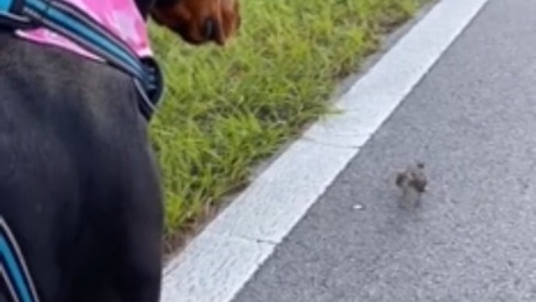 Bird Enlists Doberman Dog for Nest Moving Duty - You Won't Believe What Happens Next!