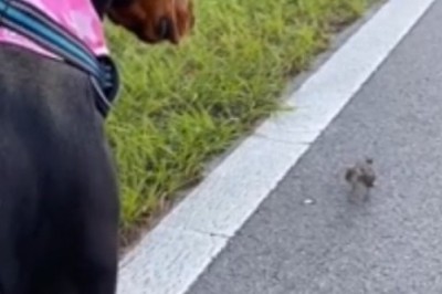Bird Enlists Doberman Dog for Nest Moving Duty - You Won't Believe What Happens Next!