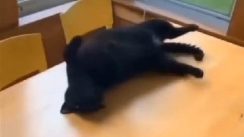 Cat-tastic Comedy Galore: Hilarious Feline Antics That Will Leave You in Stitches!