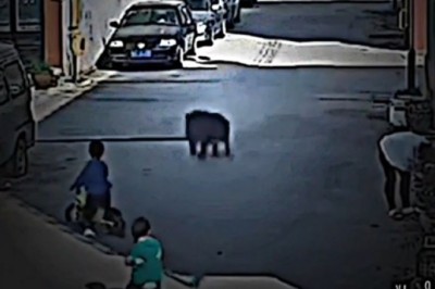 Child's Epic Bike Mishap Turns Into Hilarious Adventure - You Have to See It to Believe It!