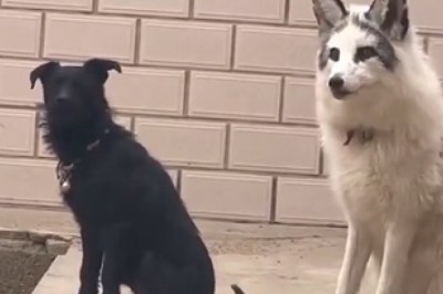 Foxy Request: When a Sly Fox Craves Canine Concert!