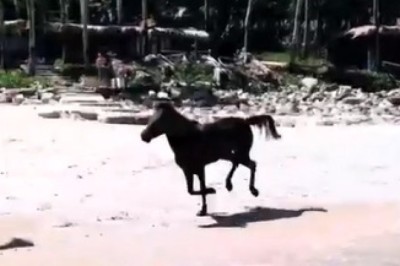 Hoofing It to the Top: The Hilarious Horse Leading a Herd!