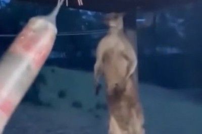 Knockout Kangaroo: Watch This Hilarious Boxer Kangaroo Ace its Training!