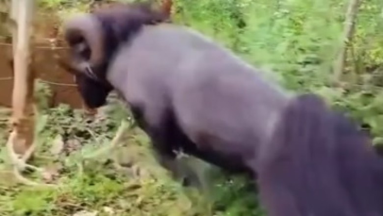 Sheep Goes Lumberjack: Watch as This Woolly Warrior Cuts Down a Tree with its Horns!