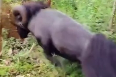 Sheep Goes Lumberjack: Watch as This Woolly Warrior Cuts Down a Tree with its Horns!