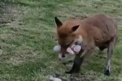 Sly Fox Mama: The Ultimate Parenting Hack of Stealing Food for her Young!