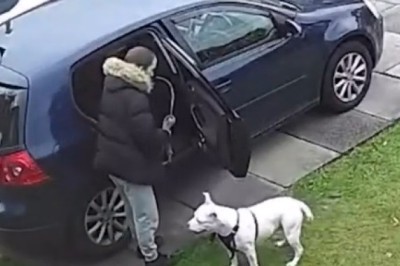 The Great Pupper Caper: Hilarious Hijinks of a Canine Con-Artist!