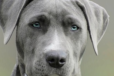 Against All Odds: Oakley’s Heartwarming Return from the Wild