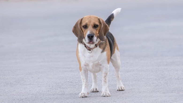 From Beach Day to Doggy Dynasty: The Incredible Rescue That Changed Everything!