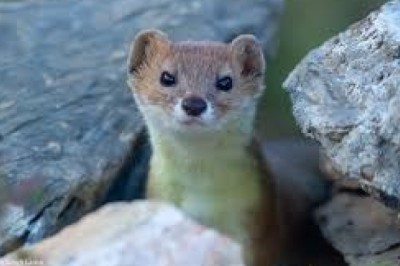 The Great Koga Kindergarten Shoe Caper: A Weasel's Witty Heist! 🦡👟