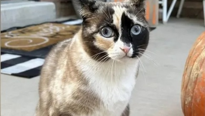 Cat-napped: How a Curious Feline Took an Accidental Cross-Country Trip!