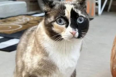 Cat-napped: How a Curious Feline Took an Accidental Cross-Country Trip!