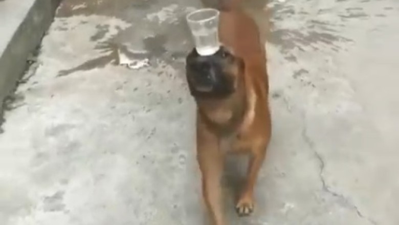 The Bark-tastic Acrobat: Watch This Dog Defy Gravity!