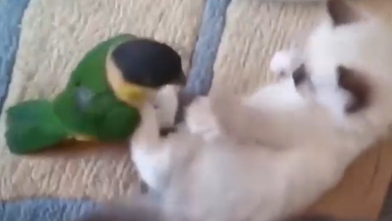 The Ultimate Odd Couple: Cat vs. Parrot Comedy Show!