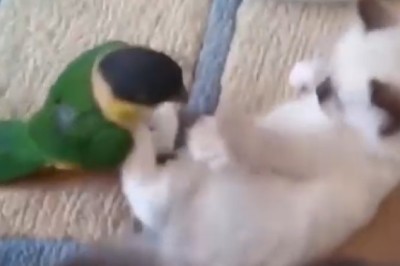 The Ultimate Odd Couple: Cat vs. Parrot Comedy Show!