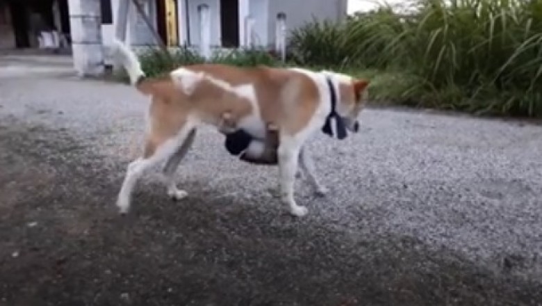 When Fun Meets Furry: Dog and Monkey's Epic Shenanigans!