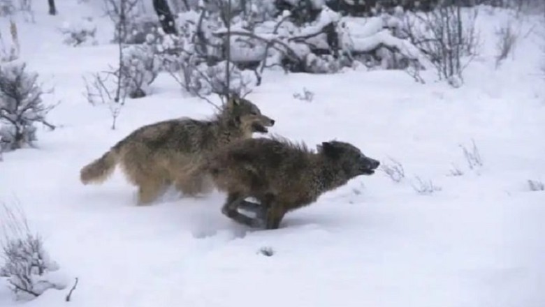 The Fearsome Wolverine: Nature's Tenacious Survivor That Dares to Challenge Wolves!