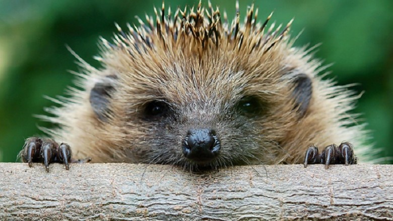 The Plight of the Prickly: Uniting to Save Our Hedgehog Population