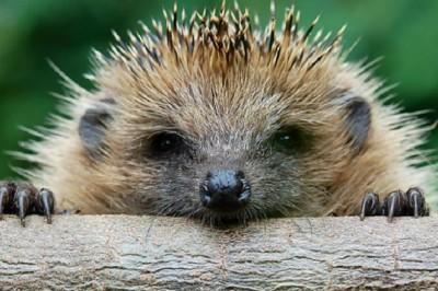 The Plight of the Prickly: Uniting to Save Our Hedgehog Population
