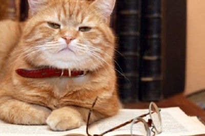 The Unseen Bond: How Cats Outshine Babies in Language Learning!