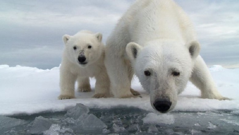 The Winter Ways of Polar Bears: Nature’s Marvel in Adaptation