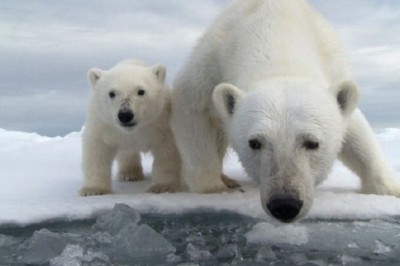 The Winter Ways of Polar Bears: Nature’s Marvel in Adaptation