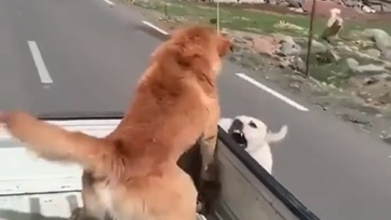 Bark Wars: The Unleashed Encounter