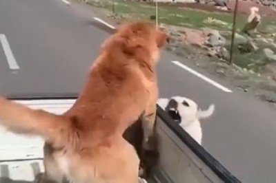 Bark Wars: The Unleashed Encounter