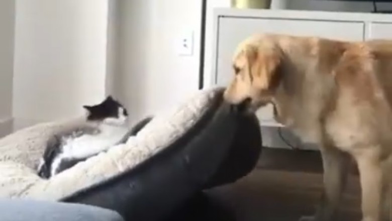 Battle of the Bed: Dog vs. Cat Showdown!