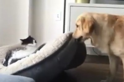 Battle of the Bed: Dog vs. Cat Showdown!