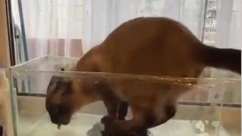 Curious Cat Invades Turtle Territory: Hilarious Tank Takeover!