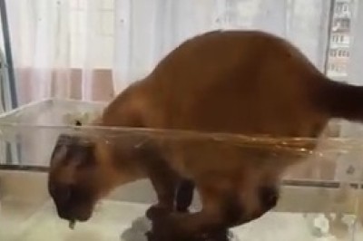 Curious Cat Invades Turtle Territory: Hilarious Tank Takeover!