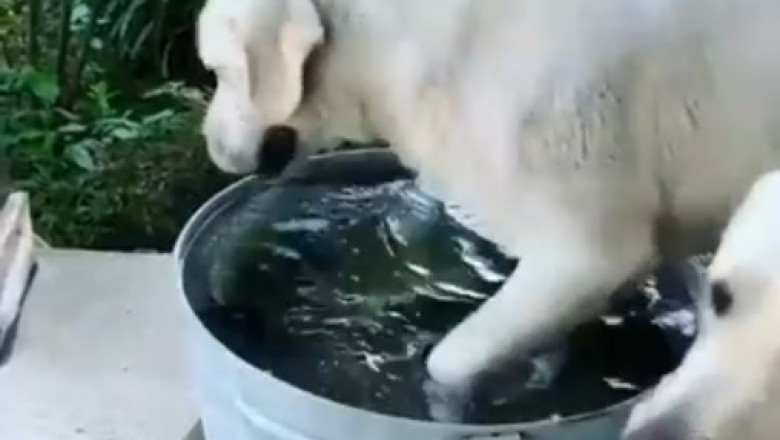 Double Trouble: Hilarious Bath Time with Two Dogs!